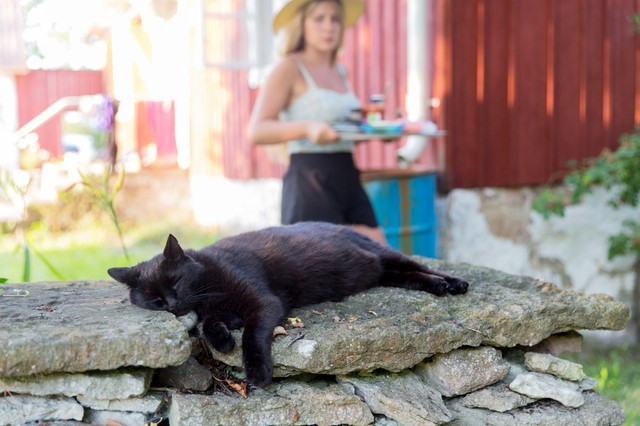 katt sover pa stenmur